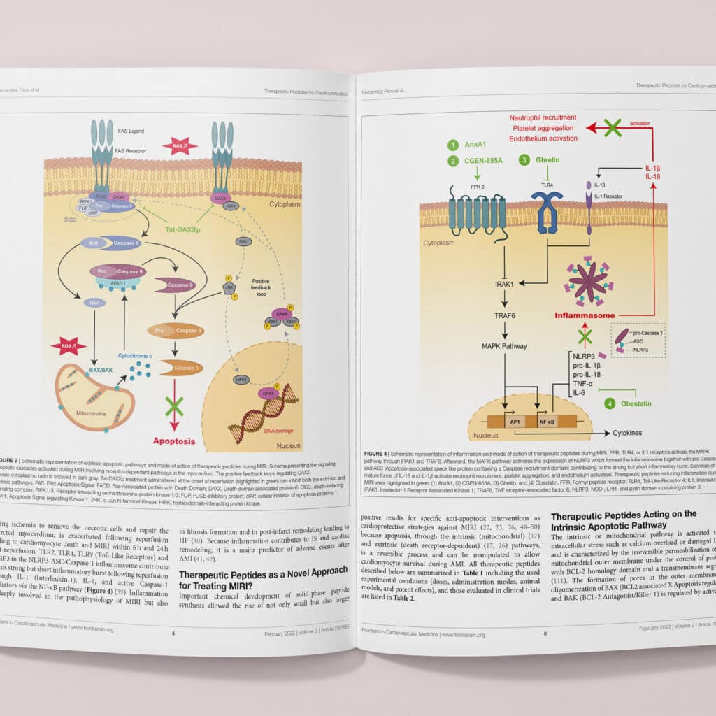 Illustration du mécanisme d'action des peptides thérapeutiques d'ApoRepair sur les lésions de reperfusion post-infarctus.