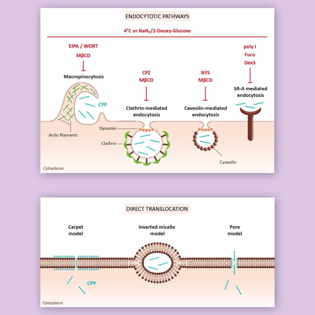 Illustration des mécanismes d'internalisation des peptides pénétrants cellulaires (CPPs) à travers la membrane plasmique.