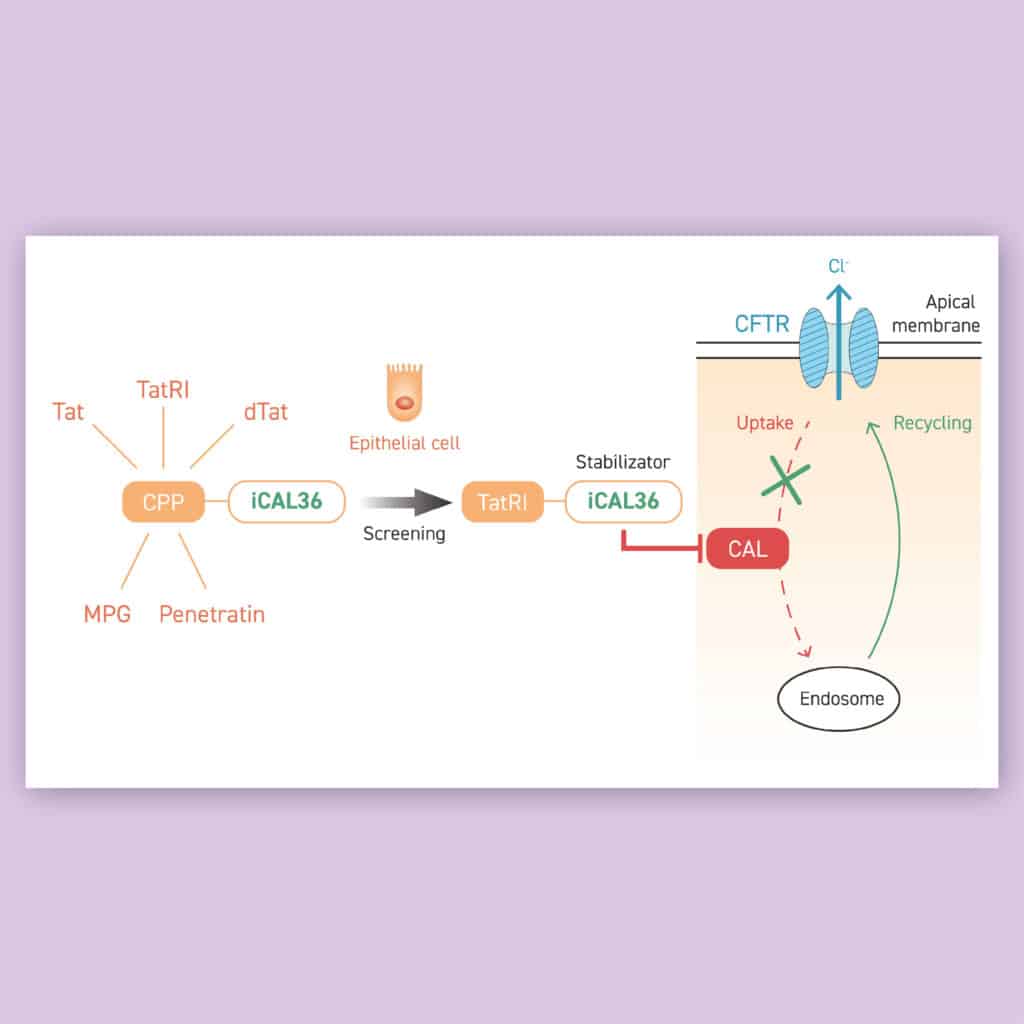 Illustration du mécanisme d'action des peptides pénétrants ciblant la protéine CFTR dans la fibrose kystique, montrant l'internalisation cellulaire et la stratégie thérapeutique.