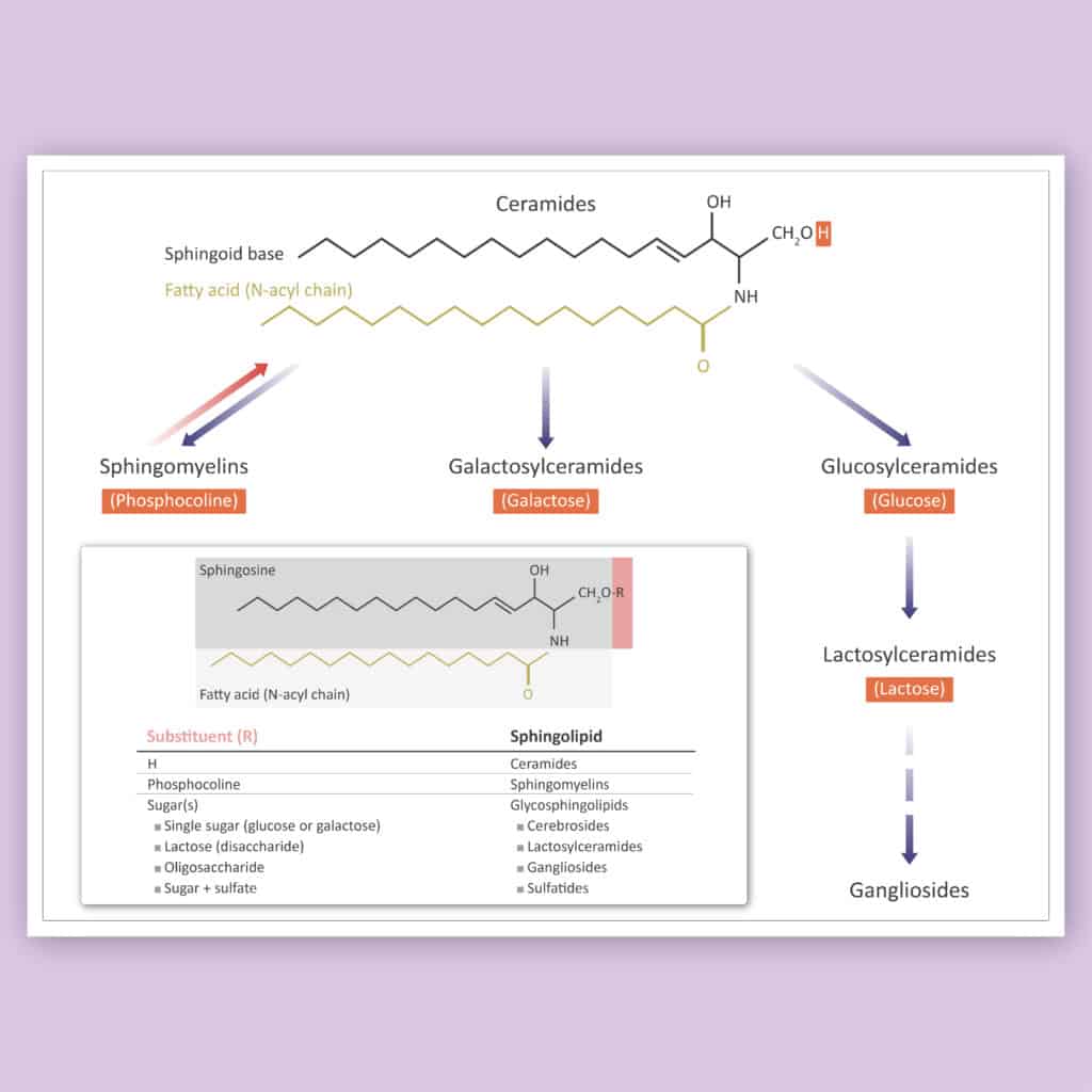 Illustration scientifique du métabolisme des sphingolipides dans les cellules hôtes infectées par le SARS-CoV-2, mettant en évidence l'impact du substituant R de la sphingosine sur la formation de métabolites.