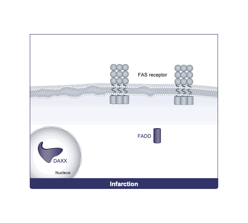 Animation illustrant le mécanisme d'action du peptide thérapeutique développé par ApoRepair pour la protection cardiaque post-infarctus.
