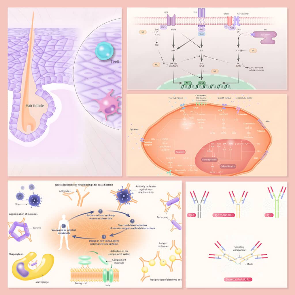 Ensemble d&rsquo;illustrations personnelles repr&eacute;sentant : cellules, voies de signalisation, anticorps et coupe de peau.
